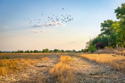 Flock of birds flying over field of mown wheat