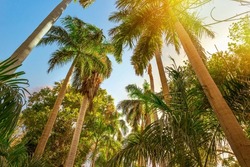 Palm trees and bright sun in Botanical Garden of Aswan, Egypt