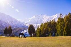 a horse standing in beautiful landscape scenery with glacier and the peak of Nangar Parbat under sunshine in the morning.