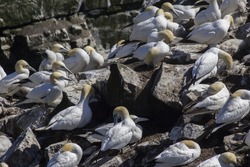 Northern gannet (Morus bassanus), resting on Bird rock, Cape St. Mary's Ecological Reserve,  located near Cape St. Mary's on the Cape Shore