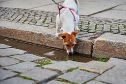 Jack Russell terrier dog drinks water from puddle. Animal thirsty
