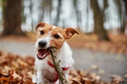 Dog have fun in autumn forest, gnaws wooden branch