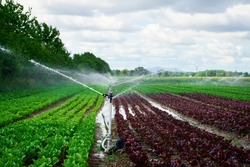 Irrigation system works in field, sprinkles water on the soil for good harvest. Sprinkler spraying agricultural field on farm