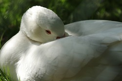 Sleeping white goose sitting in the grass