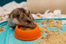 Senior hamster eating soft feed from plastic bowl in cage. Food diet for senior rodent