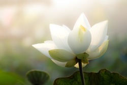 White Lotus Free Stock Photo By Katriona Galahad On Stockvault Net