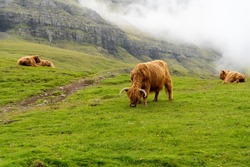 Beautiful closeup view of the hairy cows and hairy bulls in the green fields of the Faroe Islands