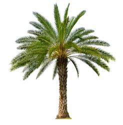 Indian Wild Date palm tree isolated on white background (Sylvester Wild Date, Silver Date)