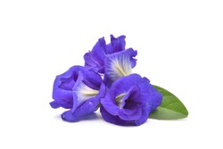 Close-up pile of Butterfly pea flowers with green leaves isolated on white background.