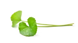 Gotu kola (Centella asiatica) leaves with water drops isolated on white background. (Asiatic pennywort, Indian pennywort)