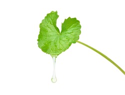 Gotu kola (Centella asiatica) essential oil dripping from fresh leaf isolated on white background. Clipping path.