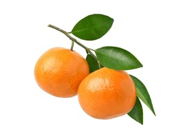 Orange fruits hanging on a branch of orange tree isolated on white background.