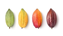 Different varieties of cocoa pods isolated on white background. Clipping path.