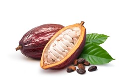 Fresh Dark red cocoa pods with half sliced and beans isolated on white background.