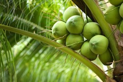 Young coconut fruits on tree.