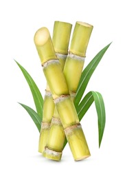 Fresh sugar cane with leaves  isolated on white background. Clipping path.