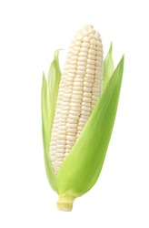Fresh white corn isolated on white background. Clipping path.