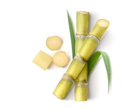 Flat lay of Fresh sugar cane stalk with peeled isolated on white background.