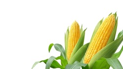 Fresh yellow corn isolated on white background.