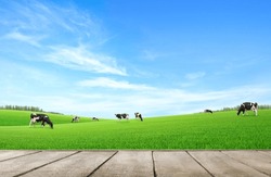 Empty wooden table top with grass field and cows background.