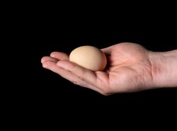 Male hand holding or giving brown chicken egg on black isolated background