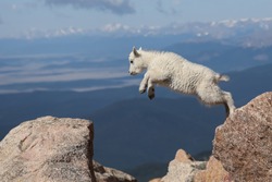This young mountain goat displayed agility and gracefulness when jumping from rock to rock. Mountain goats are not true goats and are more closely related to the antelope.