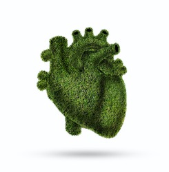 Conceptual image of green grass shaped like human heart, Green grass shaped in human heart. Conceptual image, Humanheart. Respiratory system. Healthy heart. grass human heart, vegetable