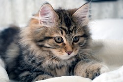 Adorable cute, fluffy purebred Siberian kitten, brown, black and white.  Concepts of family pet, allergy, hypoallergenic
