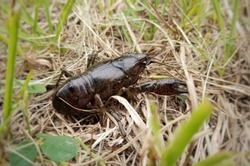 A wild crawdad Crayfish mud bug invertebrate closeup with a brown exoskeleton.
