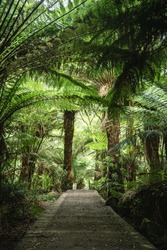 narrow track in the forest near Hopetoun falls, Victoria, Australia with ferns and trees