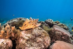 Seascape with Conch Shell, coral, and sponge in the coral reef of the Caribbean Sea, Curacao