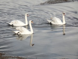 Three white ducks moving along the river