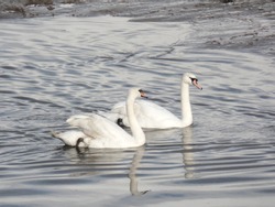 Two white swans gliding across the river