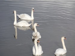 A group of five white swans in the river