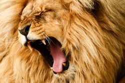 Roaring/yawing lion