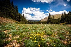 Wildflowers bloom in a meadow on Revenue Mountain in the Upper Geneva Creek near Grant, Colorado on a sunny summer day in the Rocky Mountains.