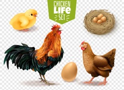 Chicken life cycle realistic set from eggs laying chicks hatching to adult birds transparent background vector illustration