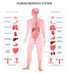 Human nervous system sympathetic parasympathetic info charts with organs depiction and anatomical terminology educational realistic vector illustration 