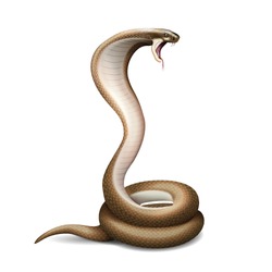Realistic snake composition with isolated image of hissing cobra with shadow on blank background vector illustration