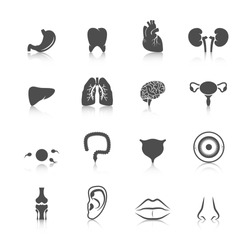 Human organs black icons set of kidney heart tooth liver lung isolated vector illustration