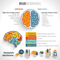Brain structure left analytical and right creative hemispheres infographics set vector illustration
