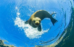 Seal phoca swims underwater. Underwater seal