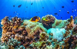 Coral reef in underwater world scene. Coral fishes undersea