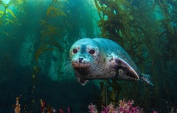 Seal undersea portrait. Seal phoca sea underwater