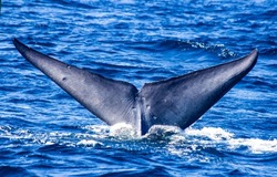 The fin of a blue whale above the water. Whale fin view. Whale fin. Blue whale fin
