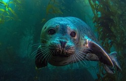 Seal portrait underwater. Underwater seal portrait. Seal underwater scene