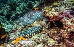 Underwater sea turtle. Sea turtle underwater. Underwater sea turtle view
