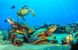 Sea turtles underwater on the seabed. Underwater seabed sea turtles. Sea turtles underwater. Underwater sea turtles on seabed