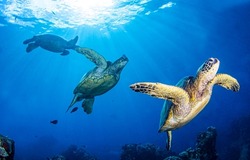 Underwater sea turtles. Sea turtles swim underwater scene. Underwater sea turtles swims. Sea turtles group underwater