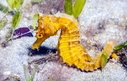Yellow seahorse underwater scene. Underwater seahorse. Underwater yellow seahorse. Yellow seahorse undersea